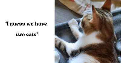 Woman goes to throw away the garbage and finds a little kitten who walks right up to her, leading to an unexpected addition to the family