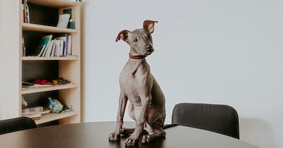 Coworker brings their dog to work, lets them use the bathroom inside the office: 'The dog doesn't like going to the bathroom outside'