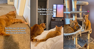 Kitten love: Cat pawrents rescue a stray girl cat, and while they try to find her a new home, their boy cat chooses to keep her furever with them