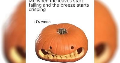 25+ Pumpkin Memes Carving a Jack-O-Lantern Into Their Favorite Gourd