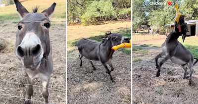Internet Falls in Love with Playful Donkey Who Is Obsessed with His Laughing Rubber Chicken 