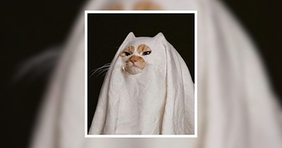 25 Spooky Cats Wearing Catastic Costumes for a Sweet Halloween Purrrty