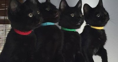 Meowthematics