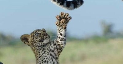 Schrodinger's leopard
