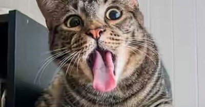 I did NOT eat your precious tax form