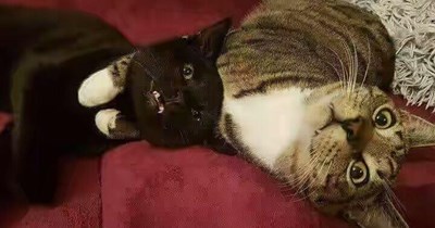 Ai cawt Basement Cat!