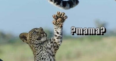 do REAL snakes have FUR?