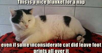Inconsiderate cat