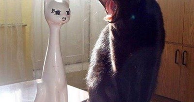 Now meow away from here