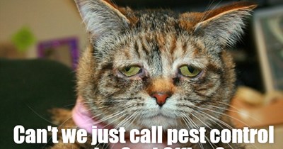 This is a very resistant infestation... spray twice!