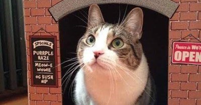 ConscientiousCat sells to no one without proper I.D.