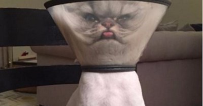 A public service message from the cat