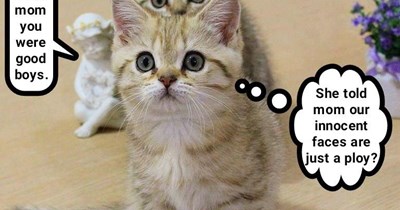 When cats play "telephone"