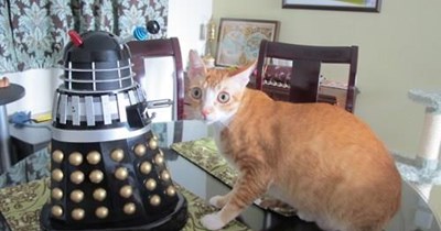 WHAT VETS LOOK LIKE TO CATS