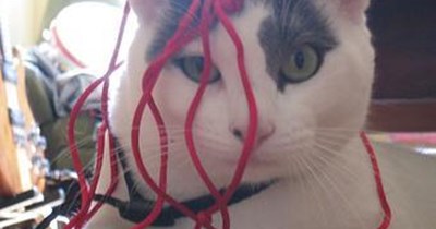 CAT RULE #23