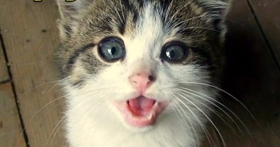 Bob Barker Cat