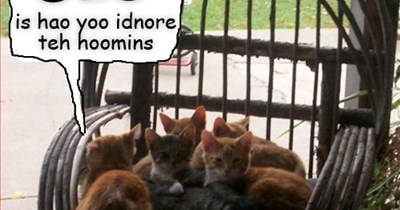 some are born ornery