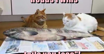 Heads I wins  tails you lose