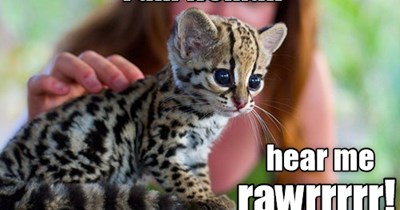 rawrrrrr
