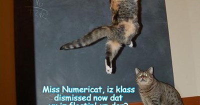 In Maff Klass, Instruktor Miss Numericat all ob a sudden started to rise from teh floor and float in teh air! Iz dis anuther effect of teh Skware Roots of Tuesday?!