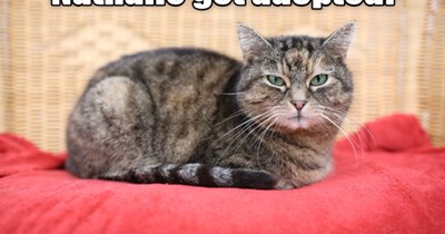 Nathalie Got Adopted!