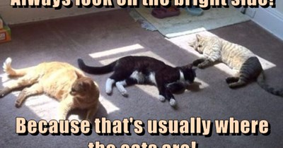 That's usually where the cats are