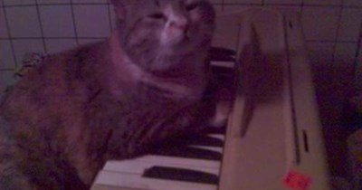 mewsicatly speekin, ah suk