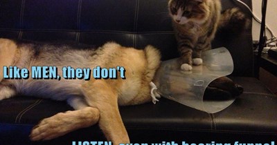 Why don't cats like dogs?