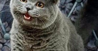 Royal Cat Quotes