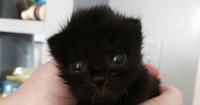 Tiny Panther