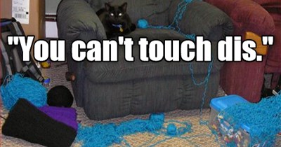 Whut fool said dat to Basement Cat?