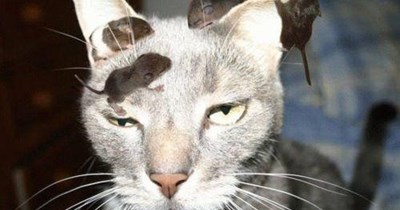 Dey say Iz grey poupon