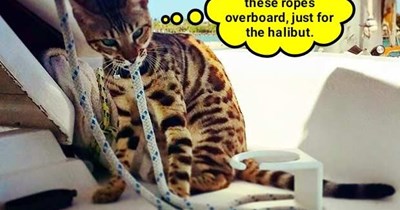 "Teach a cat to fish..."