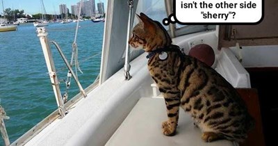 Captain Lush kitteh