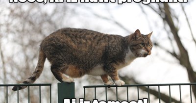 Y U Ask?