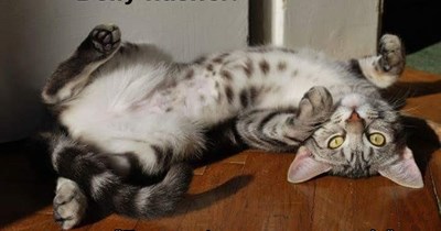 Belly flasher!