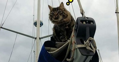 Sailing through the homonyms