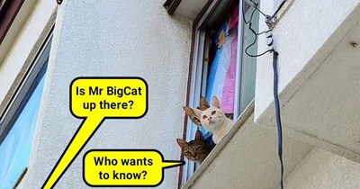 Don't mess with the meowfia
