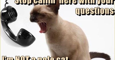 NOT a pole cat