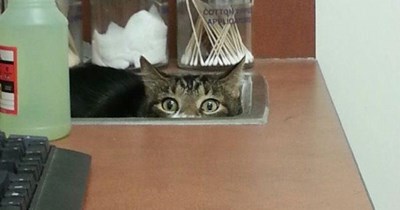 I hear vet steps!