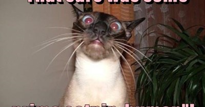 primo catnip