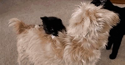 Kitteh's First Rodeo