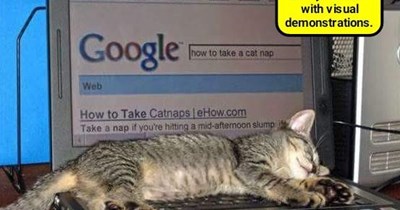 Demo beats the article paws down