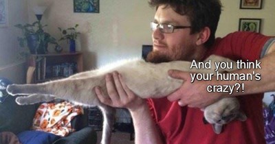 Lock and Purr