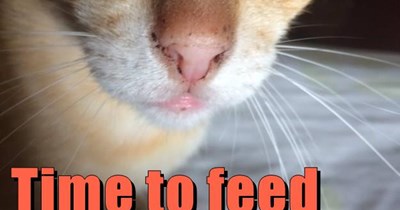 Time to feed me, hoomin