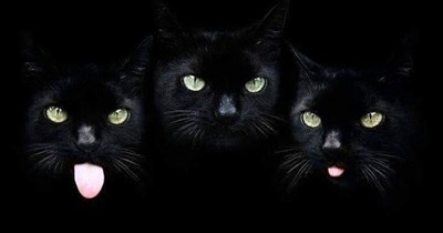 Bohemian Catsody