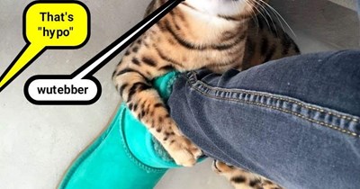 Bengals are what?