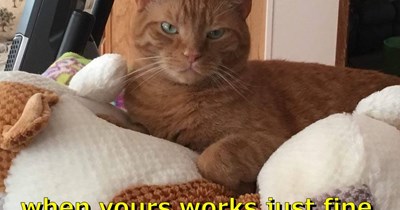 Why would I need a cat bed?