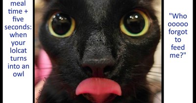 When your lolcat turns into an owl