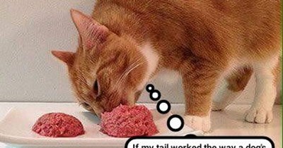 If cats wagged like dogs